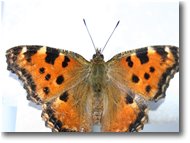Foto Savignone - Fiori&Fauna - A vanessa butterfly (aglais urticae)