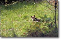 Foto Savignone - Fiori&Fauna - Volpe sorpresa sopra la frazione Cerisola