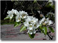 Fotografie Savignone - Fiori&Fauna - I fiori del pero