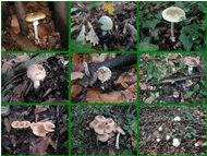  123: amanita phalloide; 45: ammanita panterina; 6: cortinario; 789: altre famigliole - Savignone - 2002 - Fiori&Fauna - Inverno - Voto: Non  - Last Visit: 27/1/2024 17.23.52 