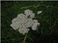  Achillea millefolium - Savignone - <2001 - Fiori&Fauna - Estate - Voto: 10   - Last Visit: 7/5/2022 22.8.59 