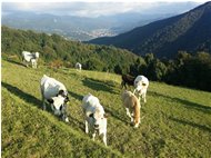  Alpeggio sul M. Cappellino - Savignone - 2014 - Fiori&Fauna - Estate - Voto: Non  - Last Visit: 30/9/2023 1.17.19 
