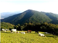  Alpeggio sul M. Cappellino - Savignone - 2014 - Fiori&Fauna - Estate - Voto: Non  - Last Visit: 16/10/2021 12.26.10 