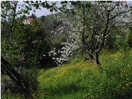  Angolo fiorito alla Vittoria ranuncoli ecc. - Savignone - 2002 - Fiori&Fauna - Estate - Voto: Non  - Last Visit: 25/9/2023 4.31.16 