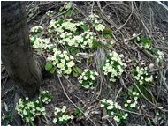  Annuncio di primavera: Primu - Savignone - 2014 - Fiori&Fauna - Estate - Voto: Non  - Last Visit: 3/10/2023 10.25.2 