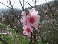  Arriva una nuova primavera - Savignone - 2004 - Fiori&Fauna - Estate - Voto: 9    - Last Visit: 28/9/2023 21.50.52 