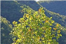  Autunno 2006: primi segnali sulle foglie di  liriodendron tulipifera  - Savignone - 2007 - Fiori&Fauna - Inverno - Voto: Non  - Last Visit: 27/6/2022 17.23.51 