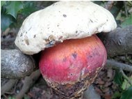  Autunno 2010: fungo boletus satanas (Ferrando) - Savignone - 2011 - Fiori&Fauna - Inverno - Voto: Non  - Last Visit: 28/1/2024 23.38.43 