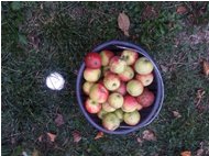  Autunno a Savignone – Frutti di stagione - Savignone - 2018 - Fiori&Fauna - Estate - Voto: Non  - Last Visit: 5/10/2024 18.23.56 