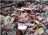  Autunno a Savignone: clitocybe nebularis (pevein) - Savignone - 2018 - Fiori&Fauna - Estate - Voto: Non  - Last Visit: 25/9/2023 16.11.19 