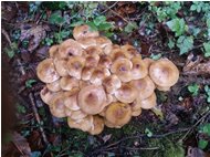  Autunno a Savignone: frutti di stagione - Savignone - 2018 - Fiori&Fauna - Estate - Voto: Non  - Last Visit: 13/10/2024 8.51.53 