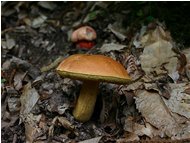  Boletus luridus e boletus satana (tossici) - Savignone - 2005 - Fiori&Fauna - Estate - Voto: Non  - Last Visit: 13/11/2023 12.18.0 