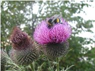  Bombice su fiore di cardo (Cirsium eriophorum) - Savignone - <2001 - Fiori&Fauna - Estate - Voto: Non  - Last Visit: 25/9/2023 23.28.43 