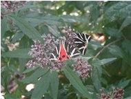  Callimorpha ad ali socchiuse: in volo mostra ali di color rosso vivo - Savignone - <2001 - Fiori&Fauna - Estate - Voto: Non  - Last Visit: 27/9/2023 19.58.2 