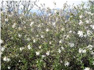  Caprifogliacea fiorita sul Monte Maggio - Savignone - 2011 - Fiori&Fauna - Estate - Voto: Non  - Last Visit: 1/10/2023 6.2.25 