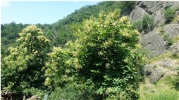  Castagni in fiore - Savignone - 2017 - Fiori&Fauna - Estate - Voto: Non  - Last Visit: 13/11/2022 21.2.50 
