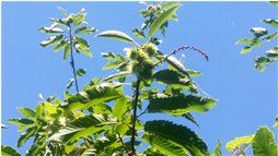  Castagni: i primi ricci - Savignone - 2017 - Fiori&Fauna - Estate - Voto: Non  - Last Visit: 29/4/2023 6.56.18 