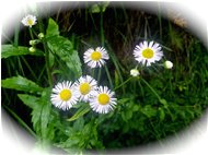  Cespica annua (Erigeron annuus) - Savignone - 2015 - Fiori&Fauna - Estate - Voto: Non  - Last Visit: 25/9/2023 23.20.36 