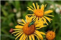  Coleottero: maschio di oedemera nobilis su fiore di inula - Savignone - 2009 - Fiori&Fauna - Estate - Voto: Non  - Last Visit: 30/9/2023 2.56.52 