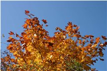  Colori di autunno: un acero - Savignone - 2006 - Fiori&Fauna - Inverno - Voto: Non  - Last Visit: 11/10/2022 2.34.18 