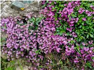  Cuscinetto di silene rupestris - Savignone - 2018 - Fiori&Fauna - Estate - Voto: Non  - Last Visit: 27/9/2023 23.55.10 