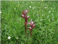  Cypripedium - Savignone - 2002 - Fiori&Fauna - Estate - Voto: Non  - Last Visit: 1/10/2023 16.34.27 