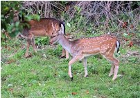  Daini al pascolo - Savignone - 2021 - Fiori&Fauna - Inverno - Voto: Non  - Last Visit: 30/9/2023 8.46.0 