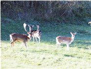  Daini al pascolo - Savignone - 2021 - Fiori&Fauna - Inverno - Voto: Non  - Last Visit: 29/9/2023 11.20.16 