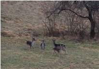  Daini che chiacchierano - Savignone - 2019 - Fiori&Fauna - Inverno - Voto: Non  - Last Visit: 5/10/2023 15.40.3 