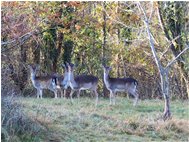  Daini: foto di gruppo - Savignone - 2021 - Fiori&Fauna - Inverno - Voto: Non  - Last Visit: 24/9/2023 6.3.27 