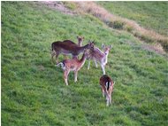  Daini, foto di gruppo - Savignone - 2022 - Fiori&Fauna - Inverno - Voto: 10   - Last Visit: 28/9/2023 7.4.3 