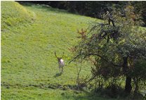  Daino in posa - Savignone - 2021 - Fiori&Fauna - Inverno - Voto: Non  - Last Visit: 30/1/2024 11.3.16 