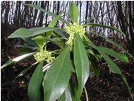  Daphne laureola - Savignone - 2002 - Fiori&Fauna - Estate - Voto: Non  - Last Visit: 30/9/2023 14.56.3 