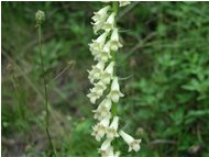  Digitalis lutea - Savignone - 2002 - Fiori&Fauna - Estate - Voto: Non  - Last Visit: 26/9/2023 9.22.24 