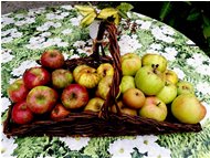  Diverse varietà di mele del frutteto di Antonio (nonostante i danni della vespa vellutina) - Savignone - 2016 - Fiori&Fauna - Estate - Voto: Non  - Last Visit: 28/4/2024 23.49.11 