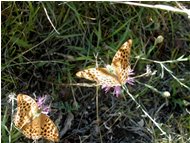  Esemplari di farfalla argynnis paphia - Savignone - <2001 - Fiori&Fauna - Estate - Voto: Non  - Last Visit: 13/4/2024 13.48.57 