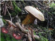  Esemplari di russule e boletus satana - Savignone - 2002 - Fiori&Fauna - Inverno - Voto: Non  - Last Visit: 27/1/2024 17.31.9 