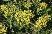  Euphorbia cyparissias  - Savignone - 2007 - Fiori&Fauna - Estate - Voto: Non  - Last Visit: 26/9/2023 6.54.17 