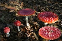  Famiglia di funghi amanita muscaria - Savignone - 2006 - Fiori&Fauna - Inverno - Voto: Non  - Last Visit: 23/9/2023 19.24.8 