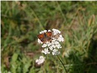  Farfalla aglais urticae - Savignone - 2005 - Fiori&Fauna - Estate - Voto: Non  - Last Visit: 16/4/2024 23.51.21 