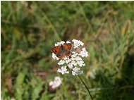  Farfalla aglais urticae - Savignone - 2005 - Fiori&Fauna - Estate - Voto: Non  - Last Visit: 19/5/2022 12.41.52 