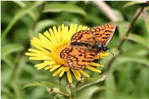  Farfalla argynnis paphia su inula - Savignone - 2009 - Fiori&Fauna - Estate - Voto: Non  - Last Visit: 25/5/2024 2.50.51 