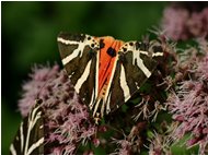  Farfalla callymorpha quadripunctaria - Savignone - 2005 - Fiori&Fauna - Estate - Voto: Non  - Last Visit: 9/11/2022 6.40.24 