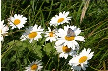  Farfalla polyommatus su capolini di margherita - Savignone - 2009 - Fiori&Fauna - Estate - Voto: Non  - Last Visit: 16/10/2021 14.1.59 