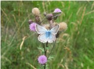  Farfalla su fiore di cirsium arvensis - Savignone - 2016 - Fiori&Fauna - Estate - Voto: Non  - Last Visit: 23/6/2022 21.6.33 