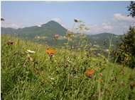  Farfalle che si godono il sole di fine estate - Savignone - 2005 - Fiori&Fauna - Estate - Voto: Non  - Last Visit: 30/1/2024 11.20.42 