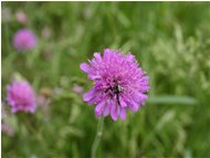  Fiore di knautia - Savignone - 2005 - Fiori&Fauna - Estate - Voto: Non  - Last Visit: 25/9/2023 9.49.20 