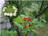  Fiore, foglia e frutto di  Hydrangea sargentiana - Savignone - 2005 - Fiori&Fauna - Estate - Voto: Non  - Last Visit: 1/10/2023 5.31.19 