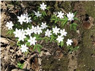  Fiori di anemone nemorosa - Savignone - 2010 - Fiori&Fauna - Estate - Voto: Non  - Last Visit: 25/9/2023 11.50.42 