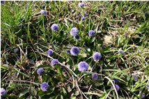  Fiori di globularia - Savignone - 2006 - Fiori&Fauna - Estate - Voto: Non  - Last Visit: 25/4/2024 4.39.59 